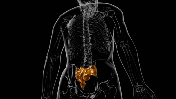 Human Skeleton Anatomy Sacral Bone Rendering Medical Concept — Stock fotografie