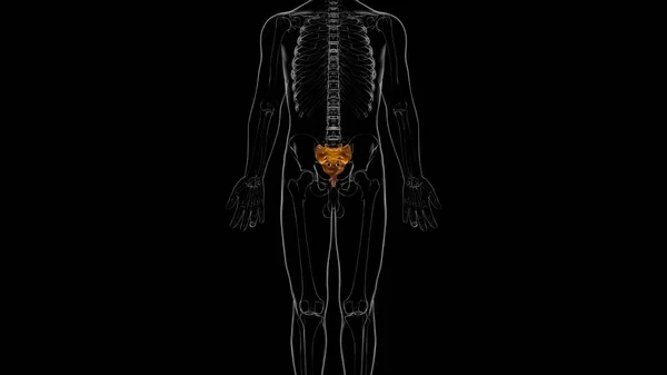 人間の骨格解剖学医療コンセプトのための仙骨3Dレンダリング — ストック写真
