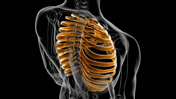 Human skeleton anatomy Rib Cage 3D Rendering For Medical Concept