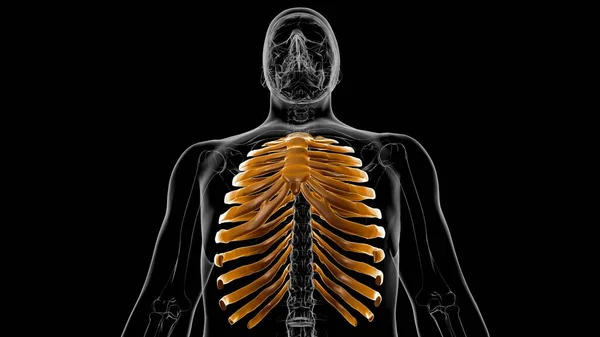 Human skeleton anatomy Rib Cage 3D Rendering For Medical Concept