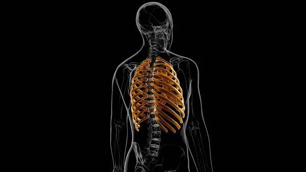 Mänskliga Skelett Anatomi Rib Cage Rendering För Medicinskt Koncept — Stockfoto