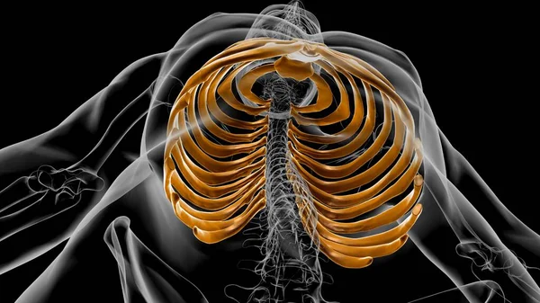 Ανθρώπινος Σκελετός Ανατομία Rib Cage Αποτύπωση Για Ιατρική Έννοια — Φωτογραφία Αρχείου