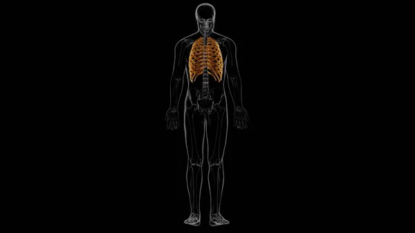 Human Skeleton Anatomy Rib Cage Rendering Medical Concept — Stock Photo, Image