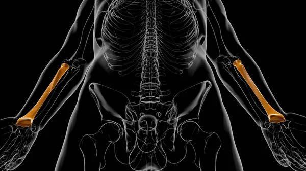 Mänskligt Skelett Anatomi Radius Bone Rendering För Medicinskt Koncept — Stockfoto