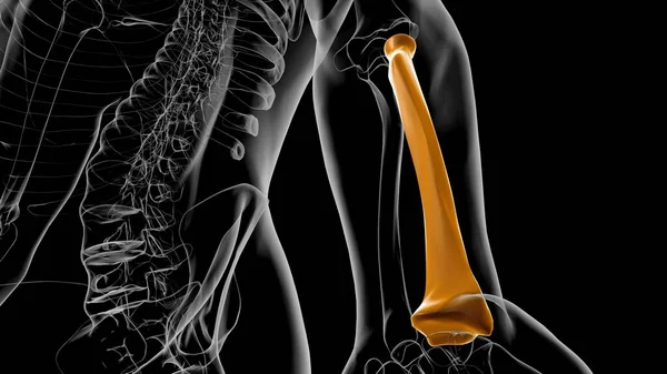 Ludzki Szkielet Anatomia Promień Kości Rendering Dla Koncepcji Medycznej — Zdjęcie stockowe