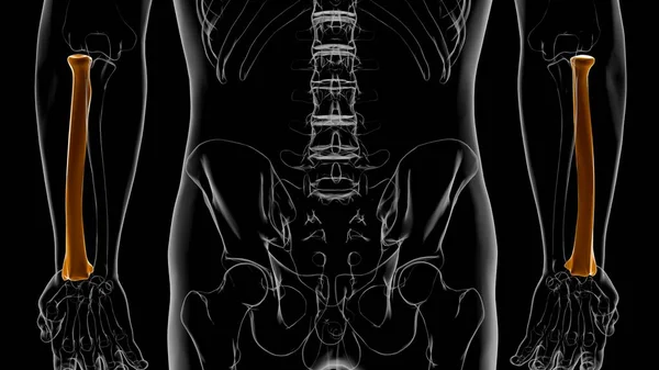 Ludzki Szkielet Anatomia Promień Kości Rendering Dla Koncepcji Medycznej — Zdjęcie stockowe