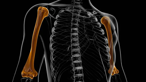 Anatomía Humana Del Esqueleto Representación Del Hueso Del Húmero Para —  Fotos de Stock
