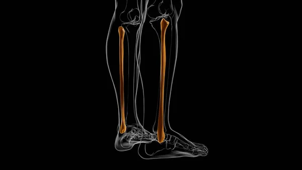 Анатомия Скелета Человека Fibula Bone Рендеринг Медицинской Концепции — стоковое фото