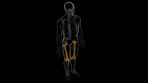 Anatomía Del Esqueleto Humano Representación Del Hueso Del Fémur Para — Foto de Stock