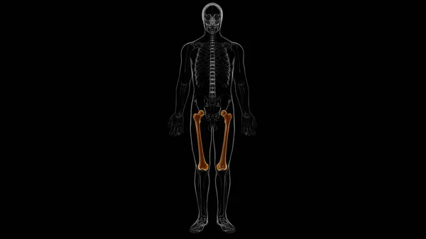 Anatomia Umana Dello Scheletro Femore Bone Rendering Concetto Medico — Foto Stock