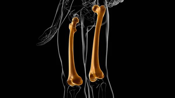 Menselijke Skelet Anatomie Femur Bone Rendering Voor Medisch Concept — Stockfoto