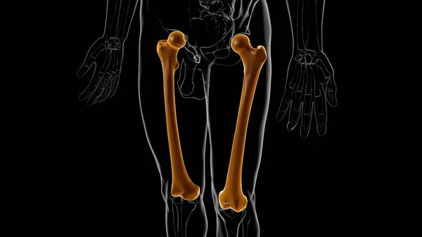 Anatomia Umana Dello Scheletro Femore Bone Rendering Concetto Medico — Foto Stock