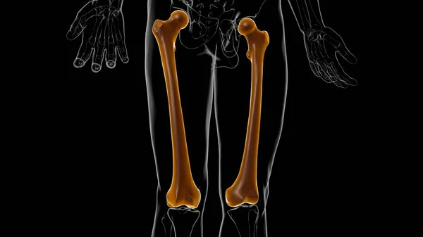 Emberi Csontváz Anatómia Femur Bone Renderelés Orvosi Koncepció — Stock Fotó