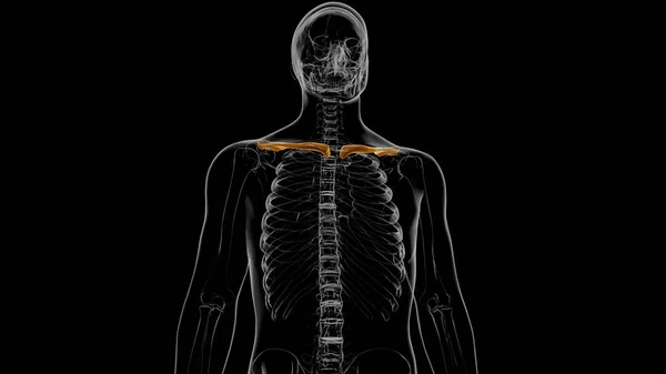 Renderização Dos Ossos Clavícula Anatomia Humana Esqueleto Para Conceito Médico — Fotografia de Stock