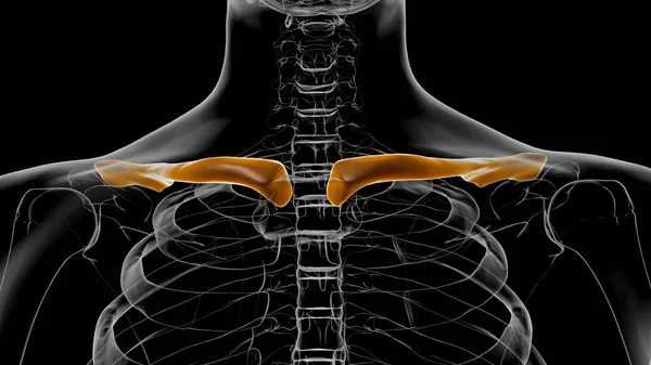 Anatomía Del Esqueleto Humano Clavicle Bones Renderizado Para Concepto Médico —  Fotos de Stock