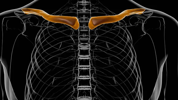 Renderização Dos Ossos Clavícula Anatomia Humana Esqueleto Para Conceito Médico — Fotografia de Stock