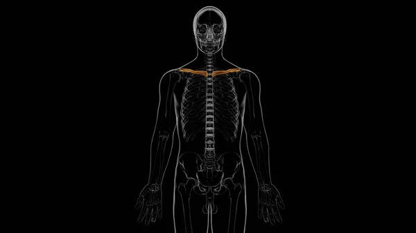 Menschliches Skelett Anatomie Schlüsselbeinknochen Rendering Für Medizinisches Konzept — Stockfoto
