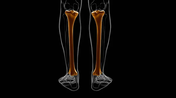 Anatomia Umana Dello Scheletro Tibia Bone Rendering Concetto Medico — Foto Stock