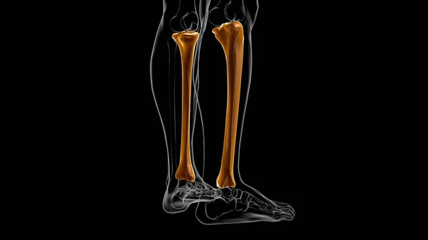 人間の骨格解剖学 医学的概念のためのティビア骨3Dレンダリング — ストック写真