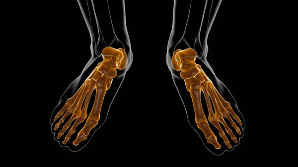人体骨格足骨医学的概念の解剖学3Dイラスト — ストック写真