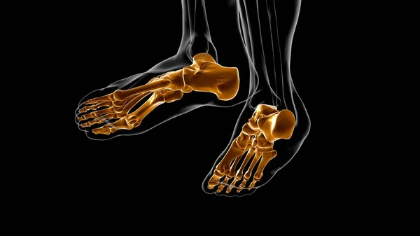 Huesos Del Pie Del Esqueleto Humano Anatomía Para Concepto Médico —  Fotos de Stock