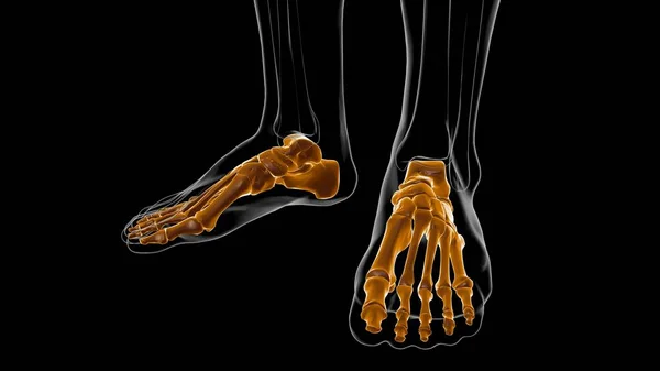 Human Skeleton Foot Bones Anatomi Untuk Konsep Medis Ilustrasi — Stok Foto