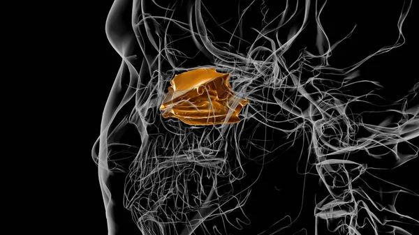 Anatomia Umana Dell Etmoide Dello Scheletro Illustrazione Medica Concetto — Foto Stock