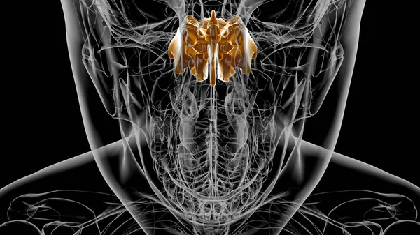 Nsan Skeleti Etmoid Anatomisi Tıbbi Konsept Boyutlu Llüstrasyon — Stok fotoğraf