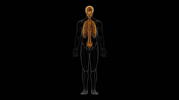 Scheletro Umano Anatomia Dello Scheletro Assiale Illustrazione — Foto Stock