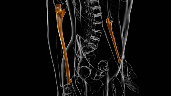 Anatomia Esqueleto Humano Ulna Osso Renderização Para Conceito Médico — Fotografia de Stock