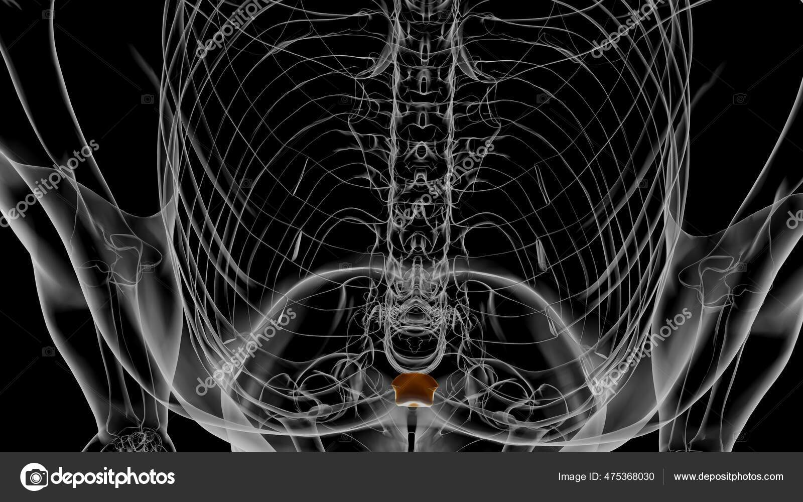 Human Skeleton Xiphoid Process Anatomy Illustration Stock Photo by ©My