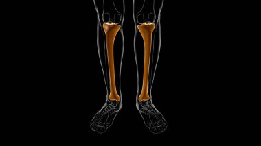 İnsan iskeleti anatomisi kaval kemiği 3D Tıbbi Kavram Hazırlama