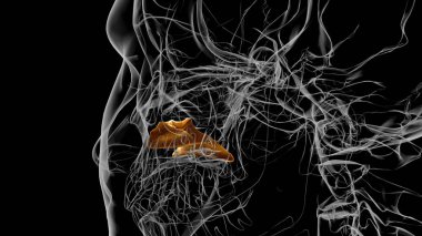 İnsan iskeleti alt nazal concha Anatomi 3D Görüntü