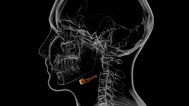 İnsan iskeleti dil kemiği anatomisi Tıbbi Konsept 3 boyutlu resim için