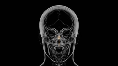 Human Skeleton Vomer bone Anatomy 3D Illustration clipart