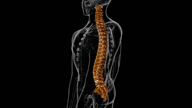 İnsan İskeleti Omurgası Omurga Anatomisi 3D İllüstrasyon