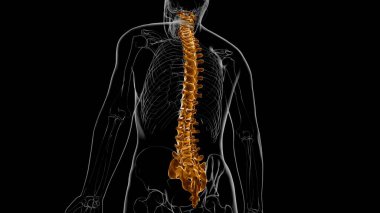 Human Skeleton Vertebral Column Vertebrae Anatomy 3D Illustration clipart