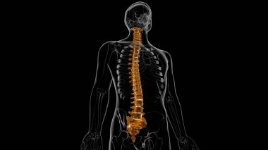 İnsan İskeleti Omurgası Omurga Anatomisi 3D İllüstrasyon