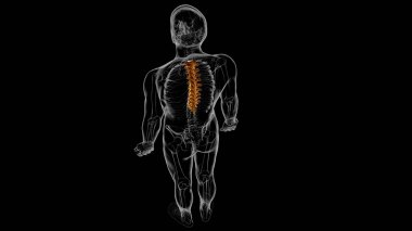 İnsan İskeleti Omurgası Torasik Omurga Anatomisi 3D İllüstrasyon