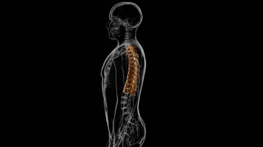 İnsan İskeleti Omurgası Torasik Omurga Anatomisi 3D İllüstrasyon