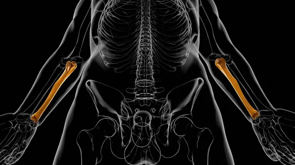 Anatomía Del Esqueleto Humano Representación Del Hueso Ulna Para Concepto —  Fotos de Stock