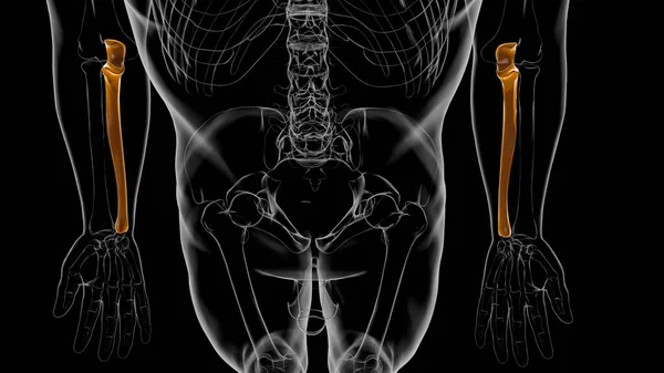 Anatomia Esqueleto Humano Ulna Osso Renderização Para Conceito Médico — Fotografia de Stock