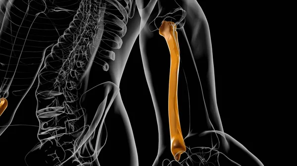 Människans Skelett Anatomi Ulna Bone Rendering För Medicinskt Koncept — Stockfoto