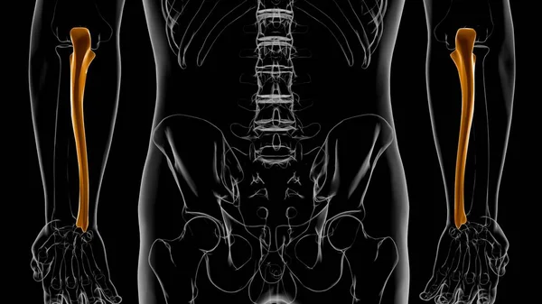 Anatomia Esqueleto Humano Ulna Osso Renderização Para Conceito Médico — Fotografia de Stock
