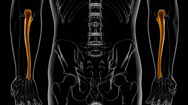 Ανθρώπινη Ανατομία Σκελετού Οστών Ulna Αποτύπωση Για Ιατρική Έννοια — Φωτογραφία Αρχείου