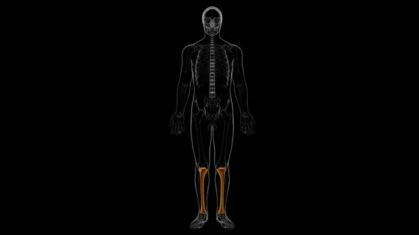 Anatomia Umana Dello Scheletro Tibia Bone Rendering Concetto Medico — Foto Stock