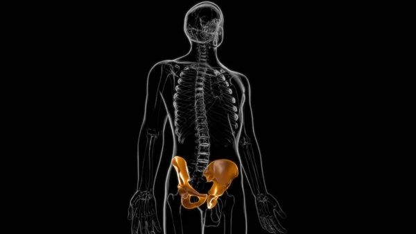 Ανθρώπινος Σκελετός Hip Πυελικό Οστούν Ανατομία Για Ιατρική Έννοια Εικονογράφηση — Φωτογραφία Αρχείου