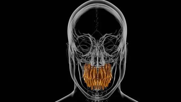 Ilustração Humana Anatomia Dos Dentes Para Conceito Médico — Fotografia de Stock