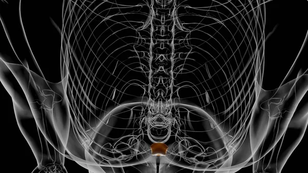 Esqueleto Humano Processo Xifóide Anatomia Ilustração — Fotografia de Stock