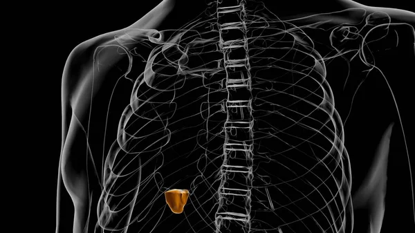 Esqueleto Humano Proceso Xiphoid Anatomía Ilustración —  Fotos de Stock
